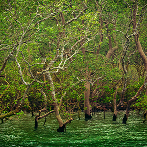 Sundarban 01