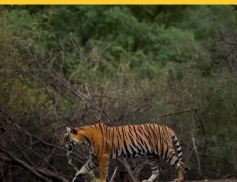 Mesmerizing Moments Of Ranthambore Land Of Tigers