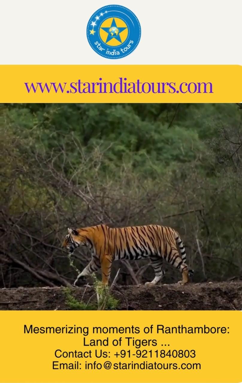 Mesmerizing Moments Of Ranthambore Land Of Tigers