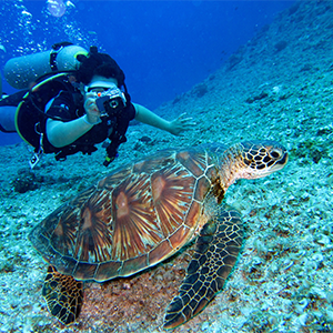 Snorkelling