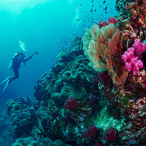 Scuba Diving